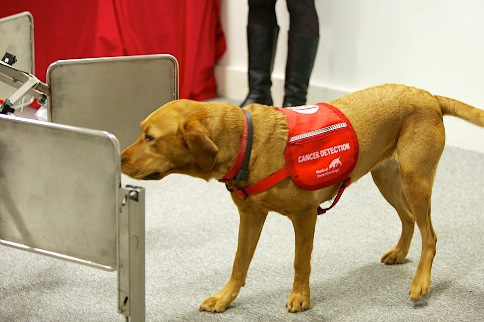 Dogs Can Sniff Out Breast cancer