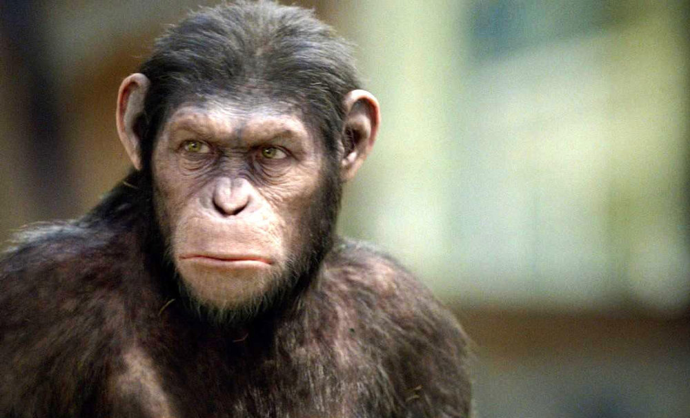 chimpanzee vs gorilla vs human