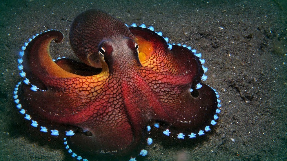 Octopuses are Aliens