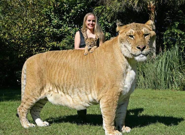 What Do Ligers Look Like?