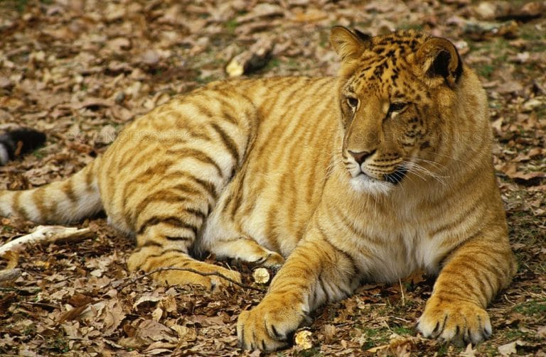 Tigon Facts 11 Things You Didn T Know About These Tiger Lions