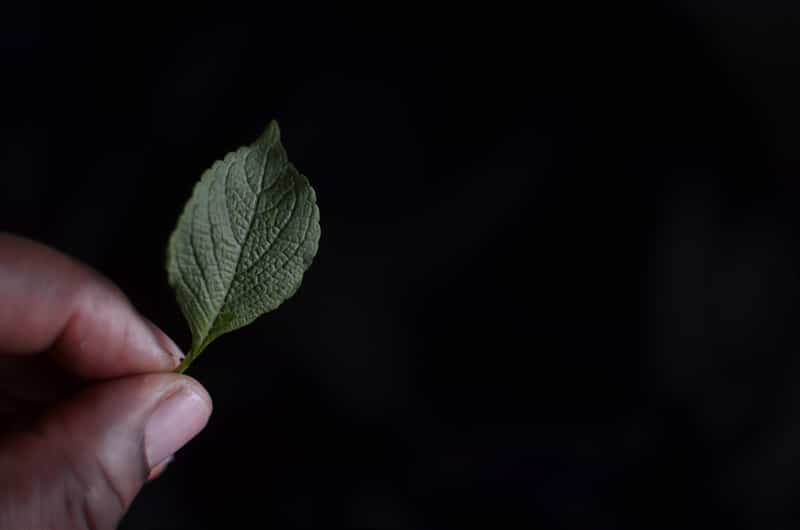 Health Benefits Of Scent Leaf